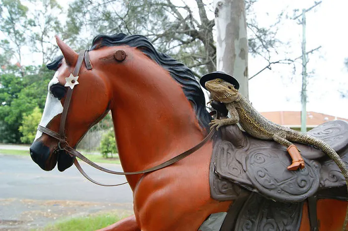 Ok Lizard, You're Cheating!