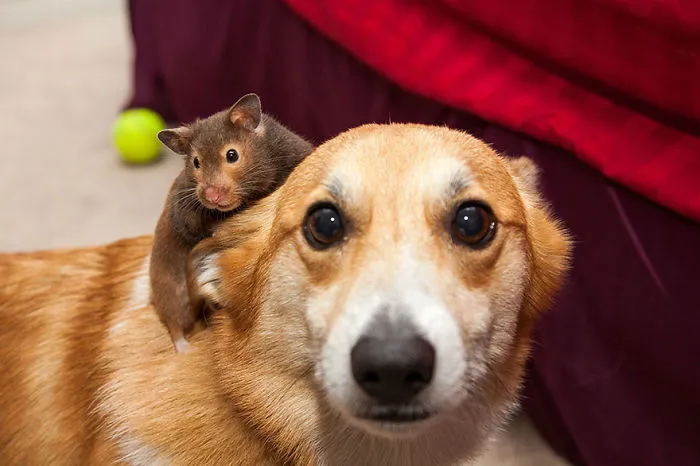 Hamster Riding A Corgi