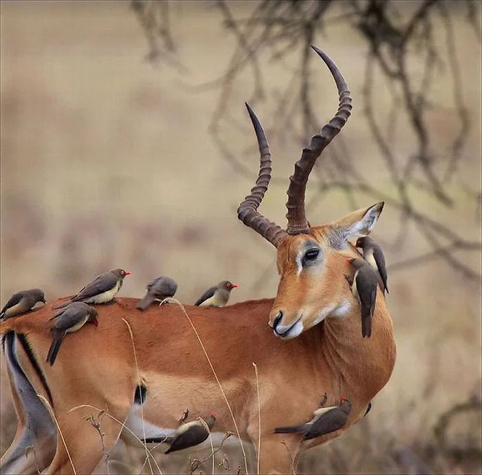 Birds Taking Antelope Train