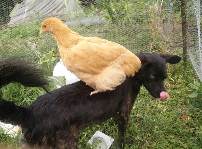 Chicken Riding A Dog, Or The Other Half Of Bremen's Musicians