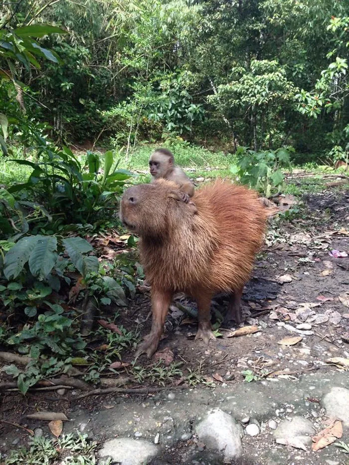 Monkey Riding Mighty Capybara Steed