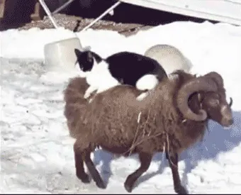 Avoid Snow, Use Ram Taxi!