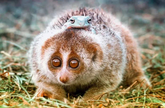Animals In Need Of A Ride Taking Animal Taxi