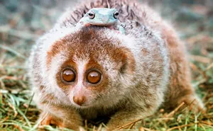 Animals In Need Of A Ride Taking Animal Taxi