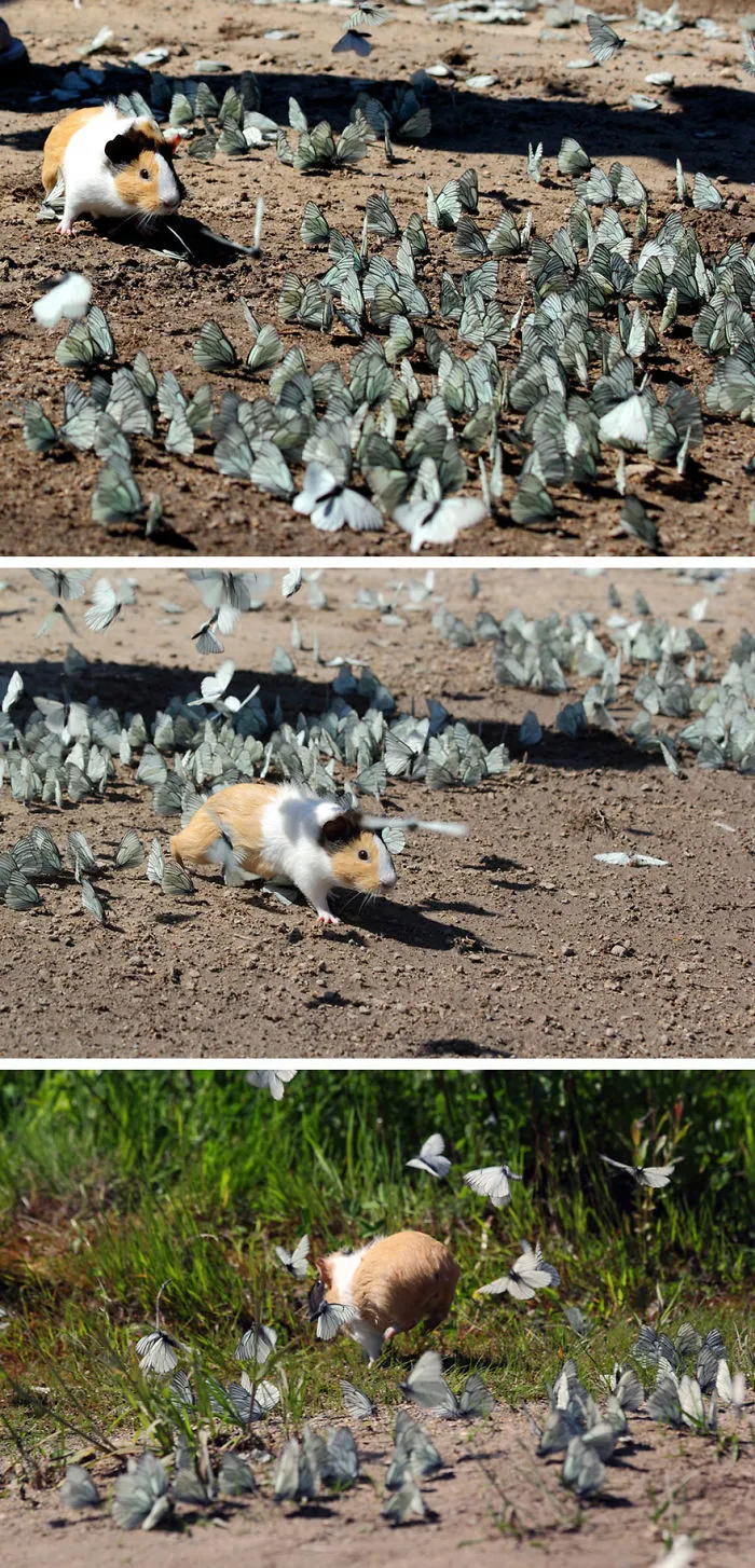 Wild Guinea Pig Playing With Butterflies
