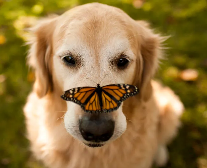 Curiousity