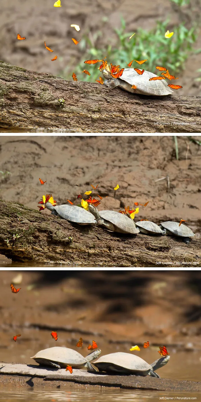 Butterflies Drinking Turtle Tears