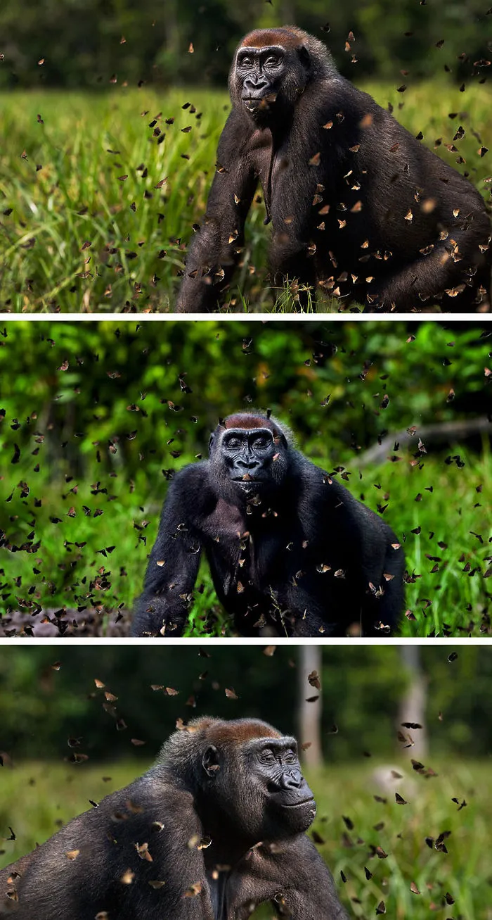Gorilla Among Butterflies