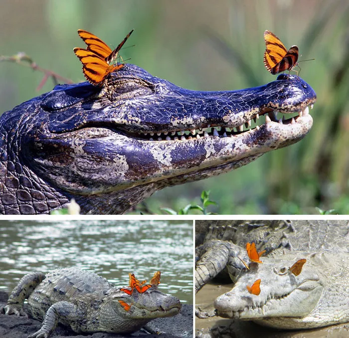 Alligators With Butterflies