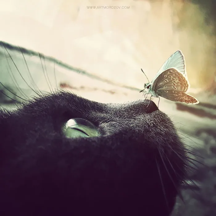 Cat And Butterfly
