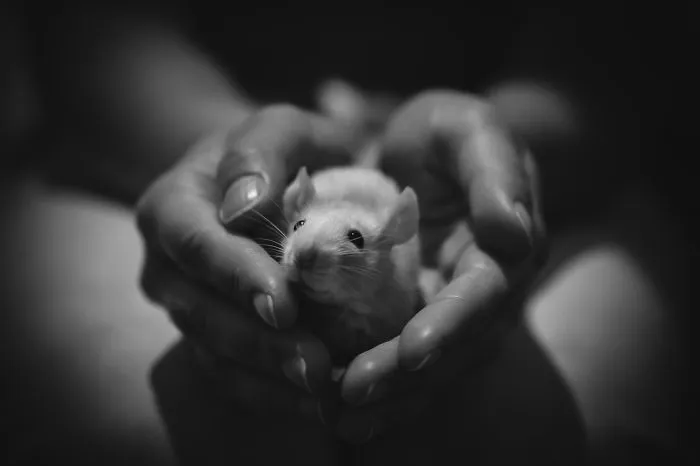 202 Adorable Rat Pics Proving That They Can Be The Cutest Pets Ever