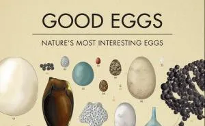 Good Eggs - Nature's Most Interesting Eggs