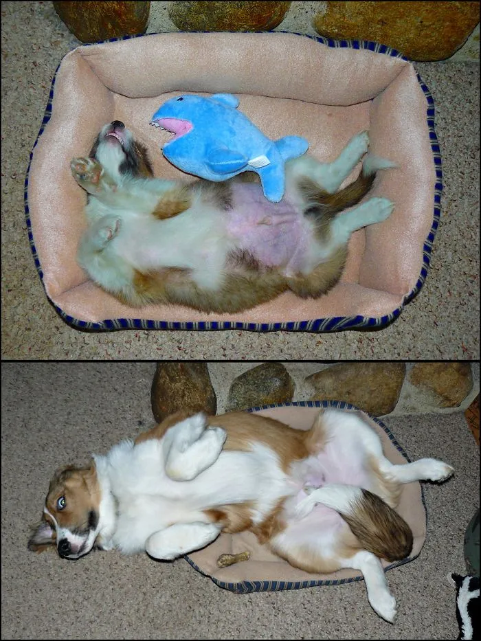 Jackson...it's Still My Bed...10 Wks. And 1 Yr.