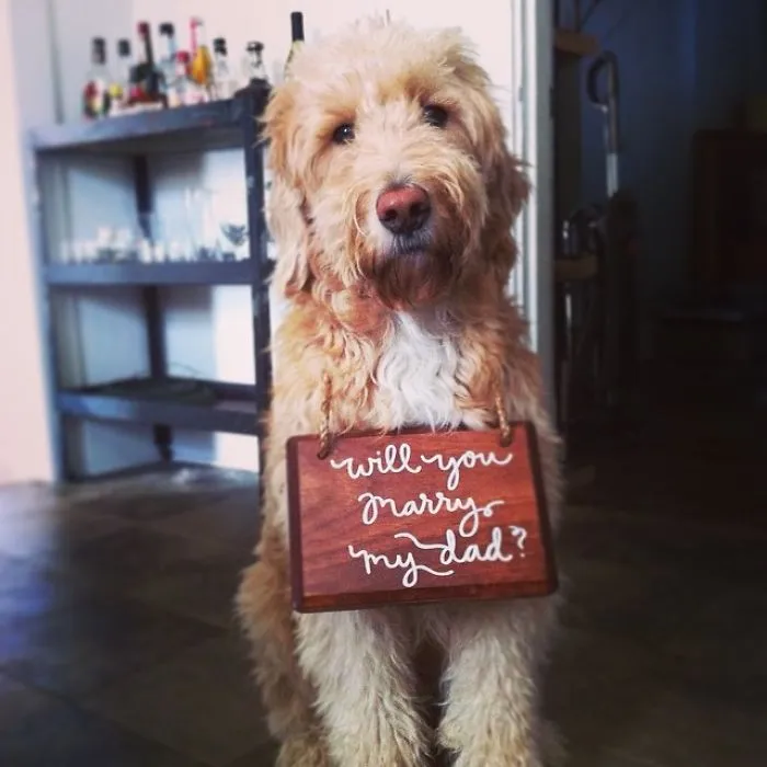 Pet Proposal