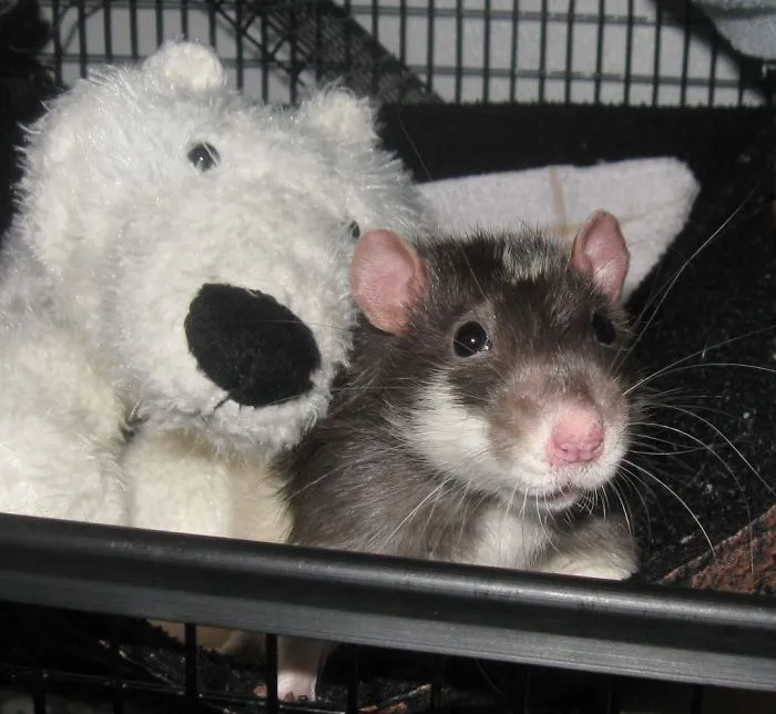 202 Adorable Rat Pics Proving That They Can Be The Cutest Pets Ever