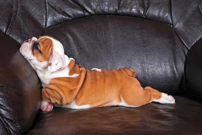 111 Beautiful Bulldog Puppies That Will Melt Your Heart