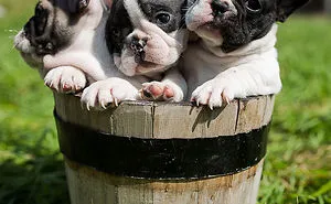 111 Beautiful Bulldog Puppies That Will Melt Your Heart