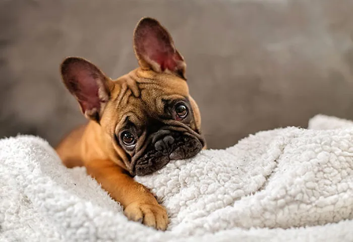 111 Beautiful Bulldog Puppies That Will Melt Your Heart