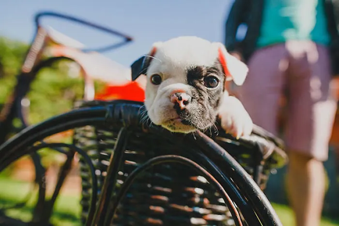 111 Beautiful Bulldog Puppies That Will Melt Your Heart