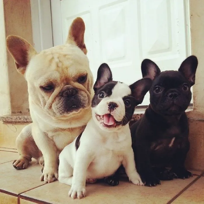 111 Beautiful Bulldog Puppies That Will Melt Your Heart