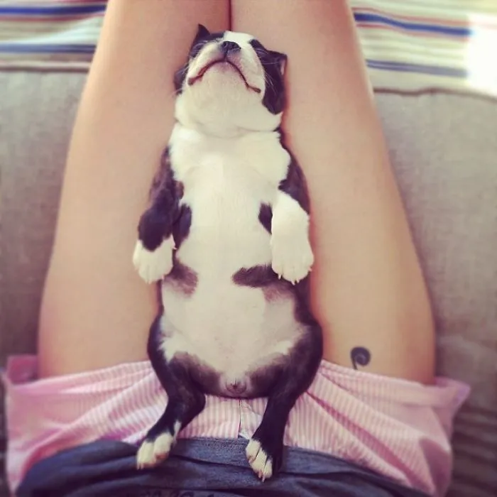 111 Beautiful Bulldog Puppies That Will Melt Your Heart