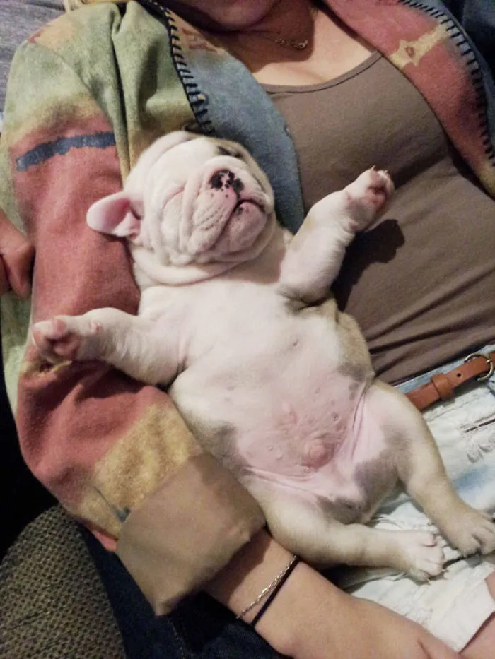 111 Beautiful Bulldog Puppies That Will Melt Your Heart