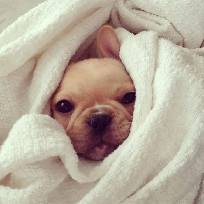 111 Beautiful Bulldog Puppies That Will Melt Your Heart