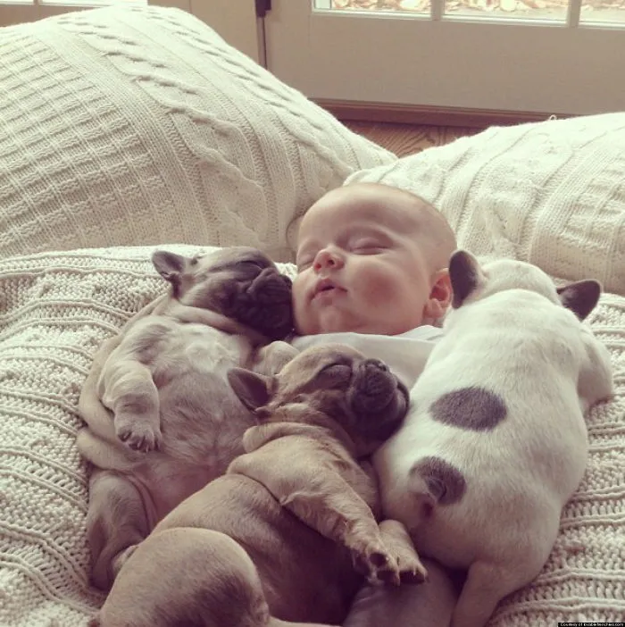 111 Beautiful Bulldog Puppies That Will Melt Your Heart