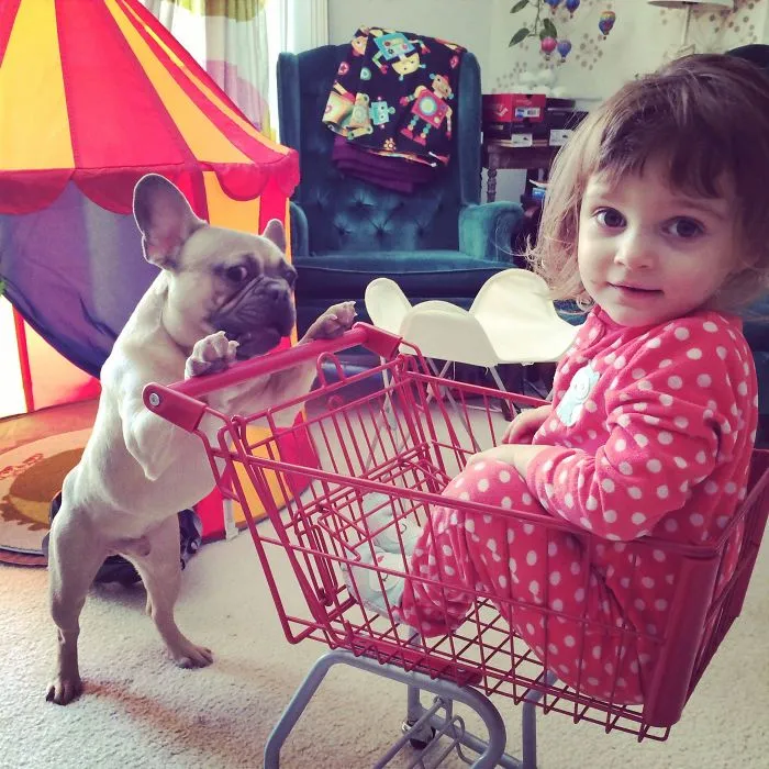 111 Beautiful Bulldog Puppies That Will Melt Your Heart