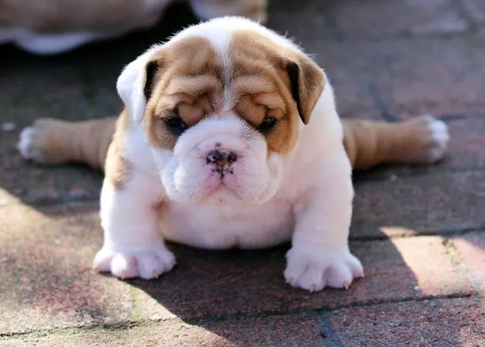 111 Beautiful Bulldog Puppies That Will Melt Your Heart