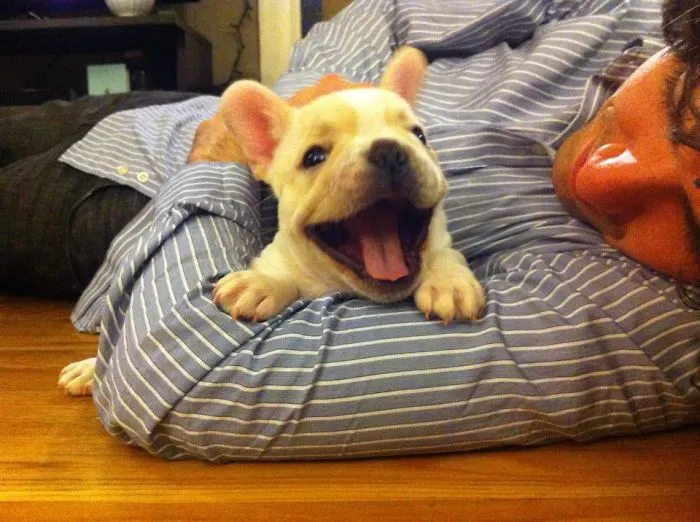111 Beautiful Bulldog Puppies That Will Melt Your Heart
