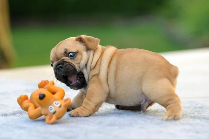 111 Beautiful Bulldog Puppies That Will Melt Your Heart