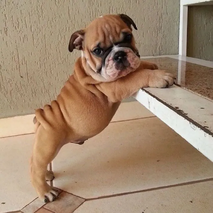 111 Beautiful Bulldog Puppies That Will Melt Your Heart