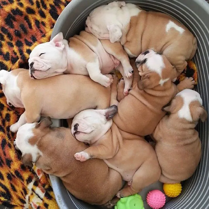111 Beautiful Bulldog Puppies That Will Melt Your Heart