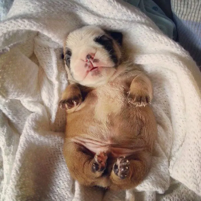 111 Beautiful Bulldog Puppies That Will Melt Your Heart