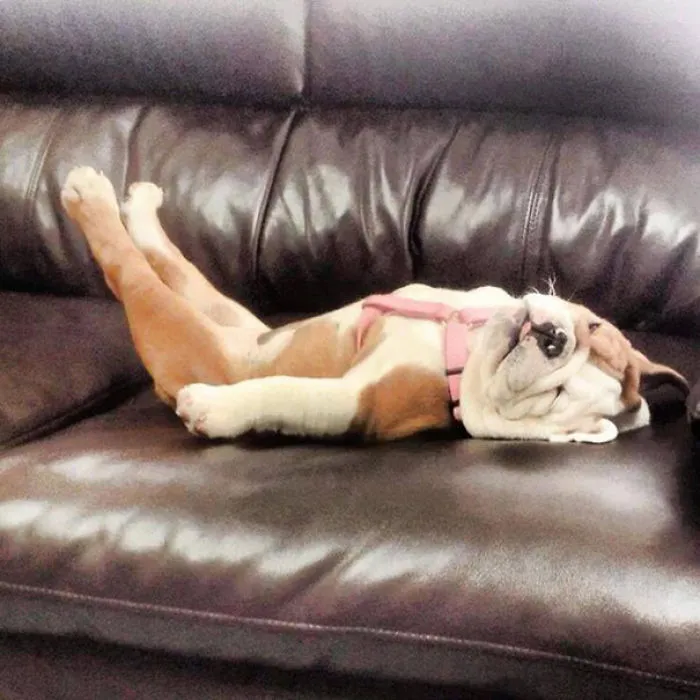111 Beautiful Bulldog Puppies That Will Melt Your Heart