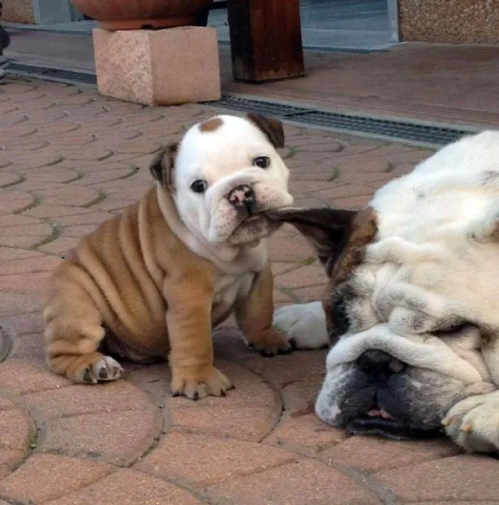 111 Beautiful Bulldog Puppies That Will Melt Your Heart