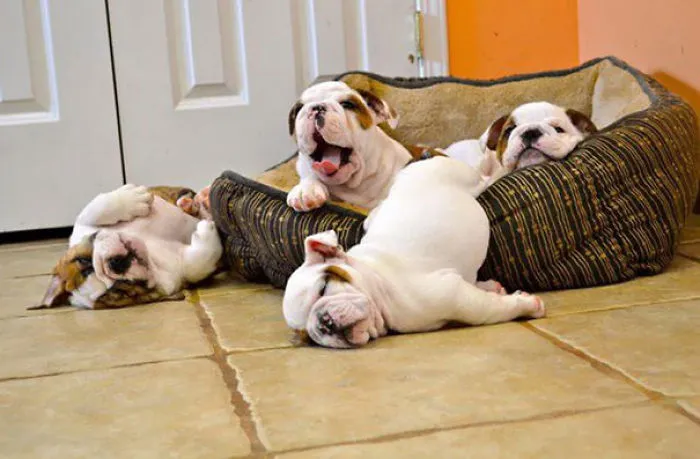 111 Beautiful Bulldog Puppies That Will Melt Your Heart