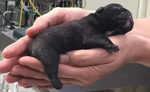 111 Beautiful Bulldog Puppies That Will Melt Your Heart