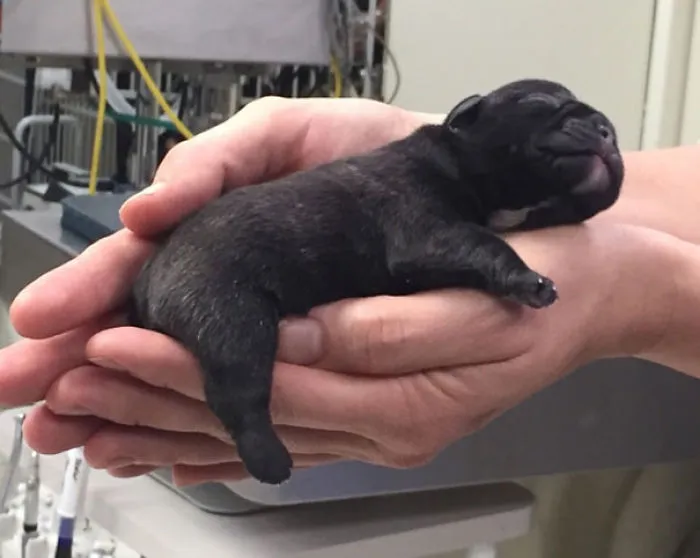 111 Beautiful Bulldog Puppies That Will Melt Your Heart