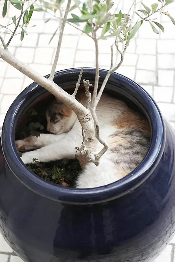 Was Watering Pots At Home And Found This