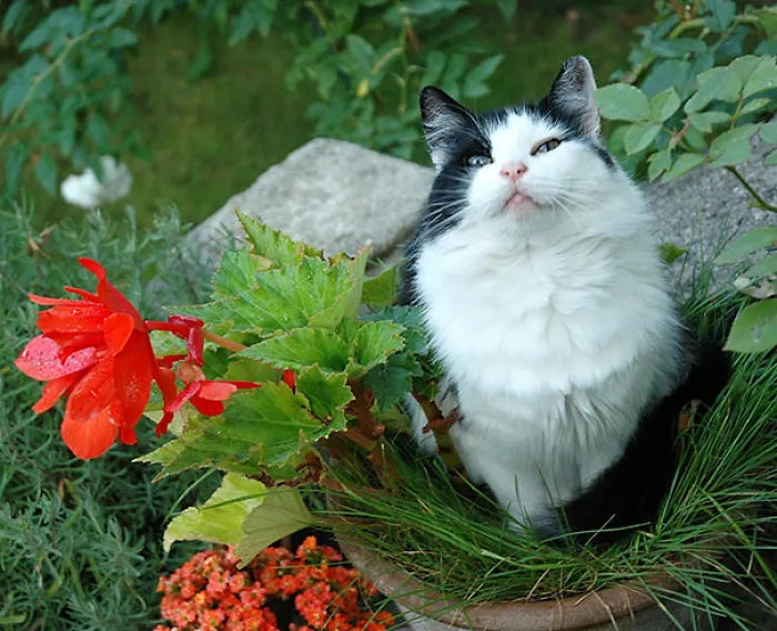 Ain't I Flowering ?