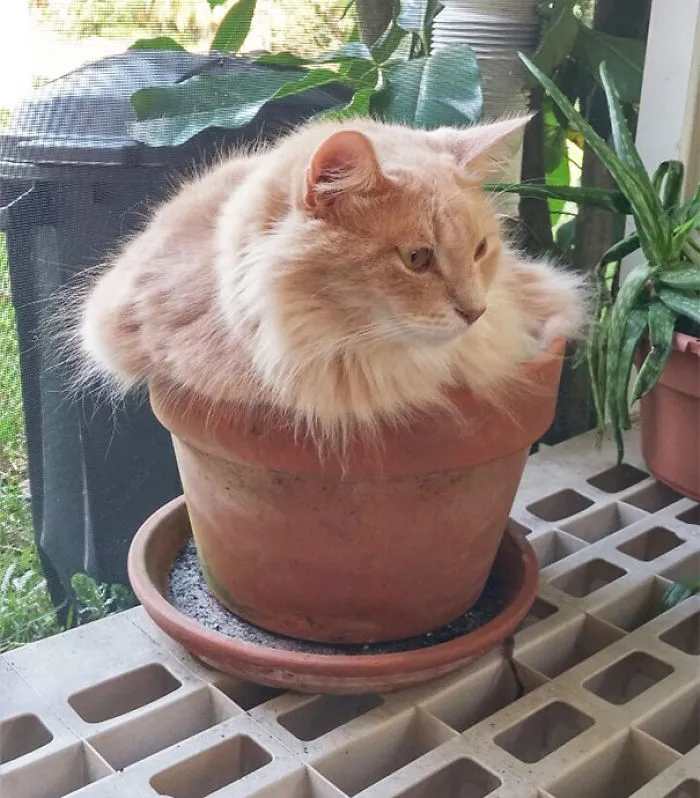 Contrary To Other Shrubs, This Shrub Is Deeply Adverse To Being Watered