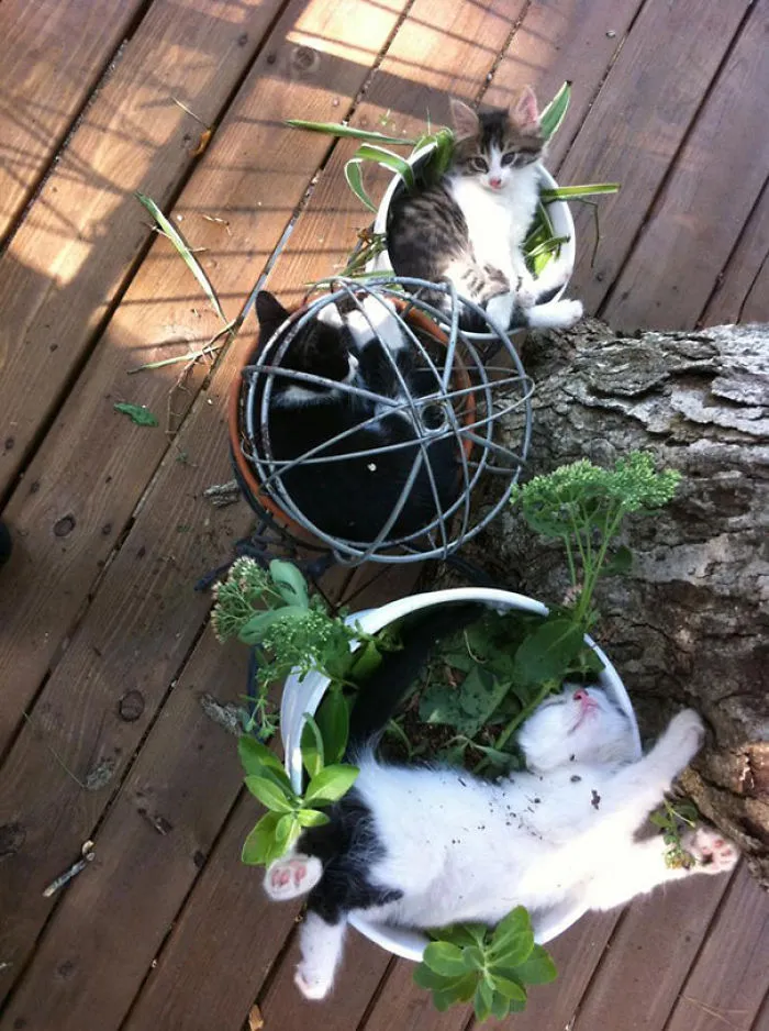 My Wife Planted Some New Flowers. This Was The Result