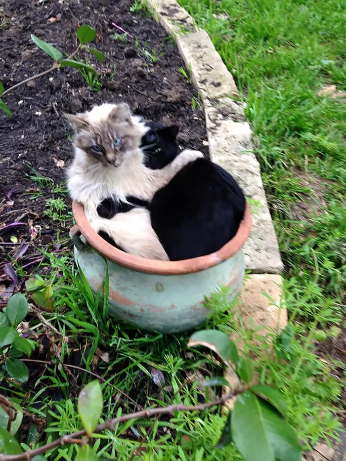 Love Is In The Air (Valentine's Day Kitties)