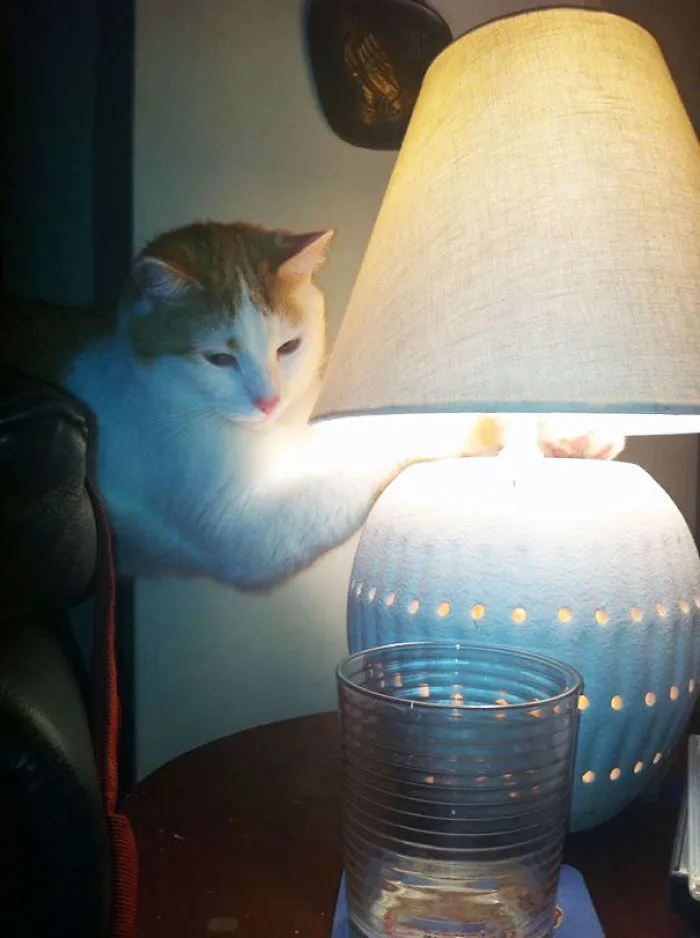 50 Animals That Love Warmth More Than Anything