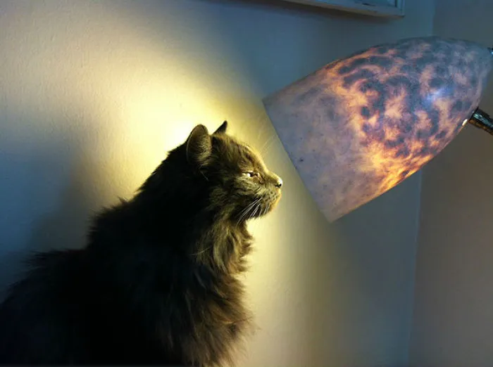50 Animals That Love Warmth More Than Anything
