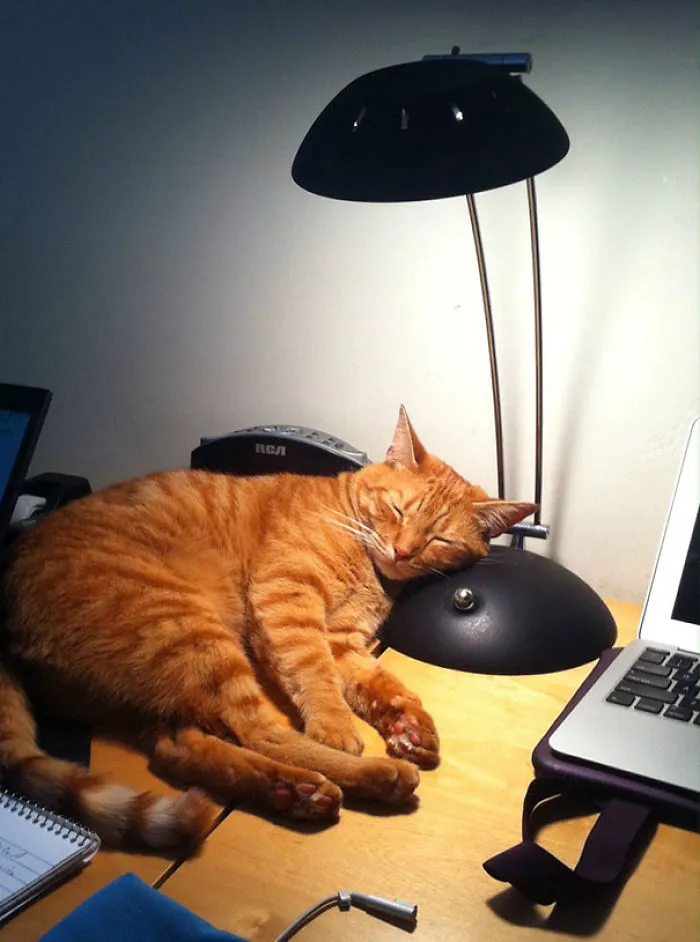 50 Animals That Love Warmth More Than Anything