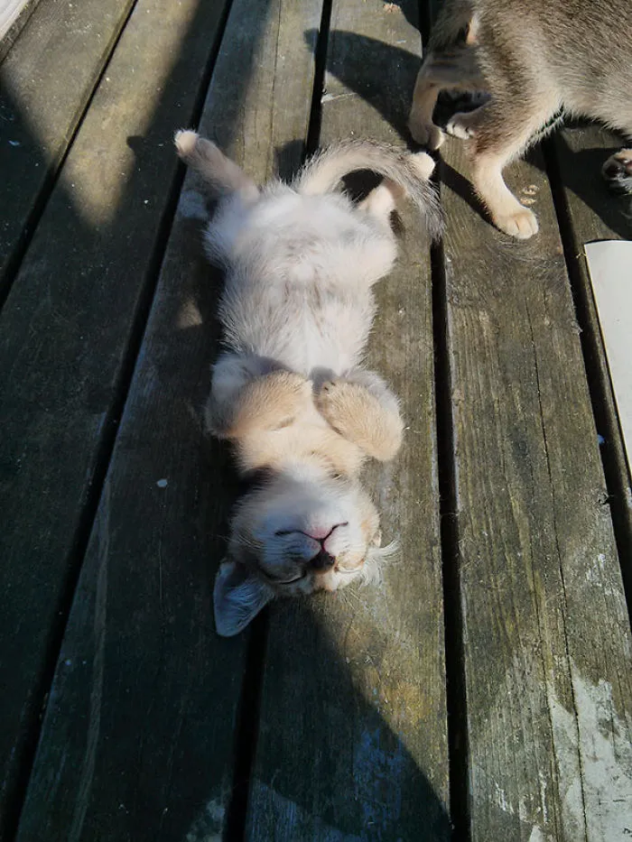 50 Animals That Love Warmth More Than Anything