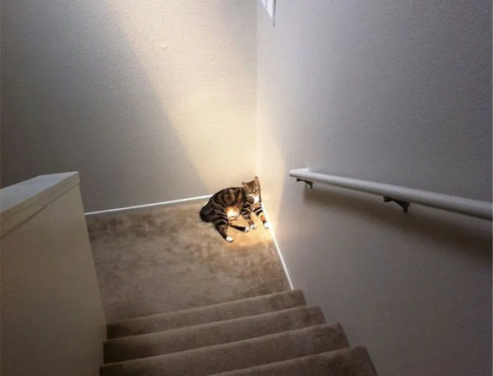 50 Animals That Love Warmth More Than Anything